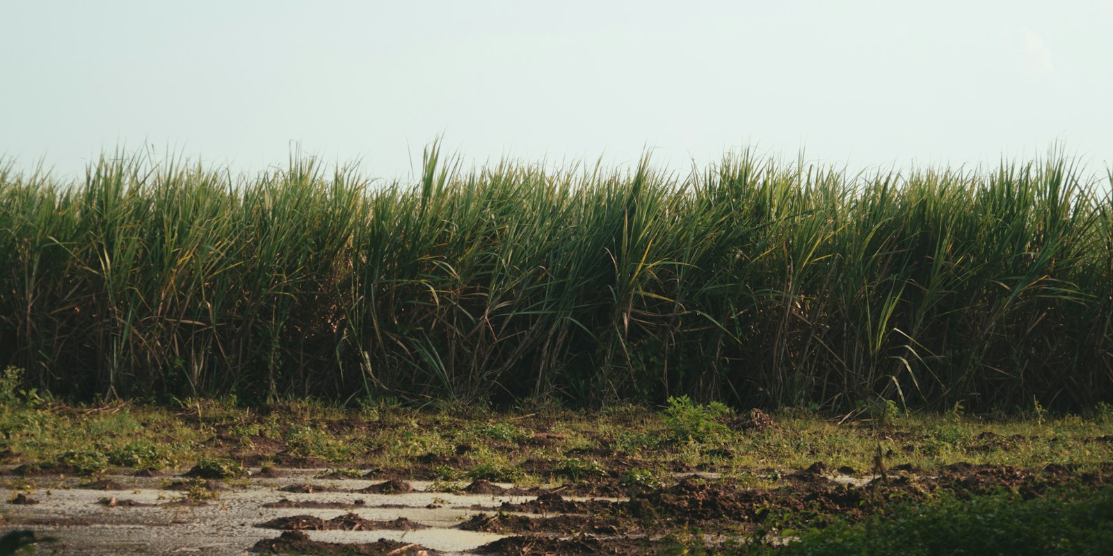 Sugarcane field next to a dirt road